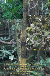 Takamaka pays ou des hauts- Calophyllum tacamahaca- Clusiaceae- Endémique BM