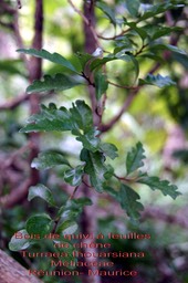 Turraea thouarsiana- Bois de quivi- Meliaceae- BM