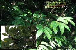 Xylopia richardii- Bois de banane- Annonaceae- B