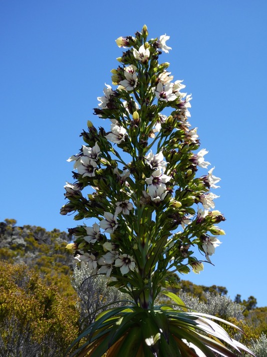 Heterochaenia rivalsii .(inflorescence) campanulaceae.endémique Réunion. P1001741
