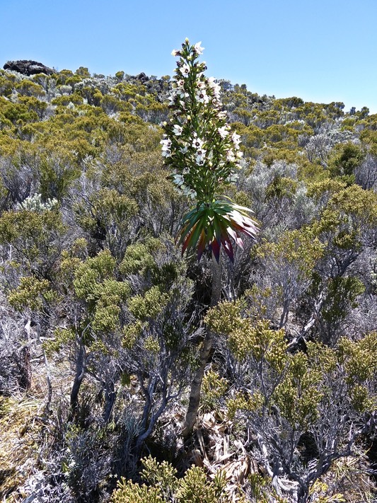 Heterochaenia rivalsii. campanulaceae. endémique Réunion.P1001802