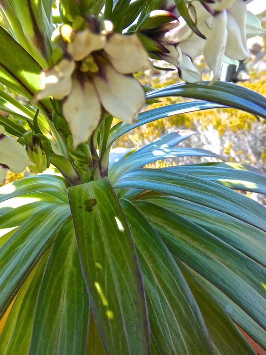 Heterochaenia rivalsii.(base de l'inflorescence )campanulaceae.endémique Réunion.P1001744 2