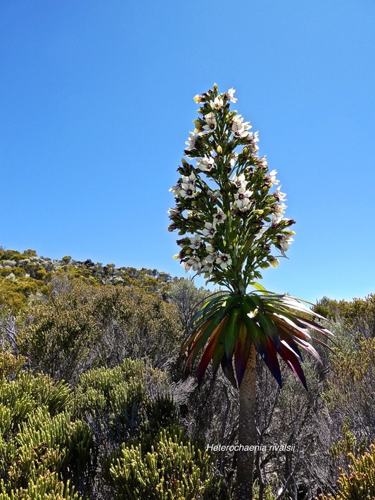 Heterochaenia rivalsii.campanulaceae .endémique Réunion.P1001740