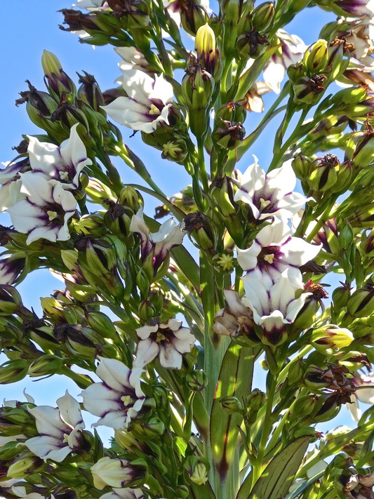 Heterochaenia rivalsii.campanulaceae.endémique Réunion.P1001742