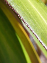 Heterochaenia rivalsii.(petites dents sur la marge de la partie médiane de la feuille )campanulaceae.endémique Réunion.P1001784