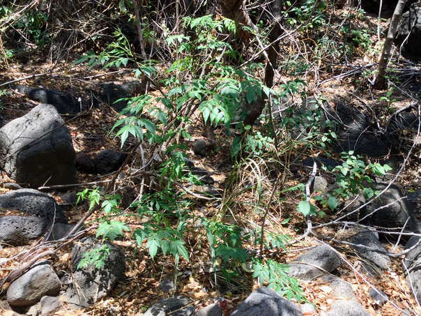 21 Melia azedarach - Lilas de Perse/Margosier, - Meliaceae - Exo. Inde. Australie