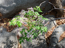 25 Inflorescence Melia azedarach - Lilas de Perse/Margosier, - Meliaceae - Exo. Inde. Australie