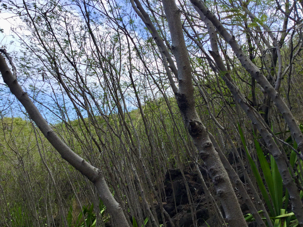 3 La forêt de Leucaena leucocephala - Cassi ou Moza - Fabacée - exo en descendant par la paroi nord de la ravine
