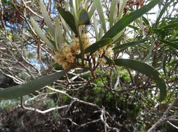 Acacia heterophylla - Tamarin des hauts - FABACEAE - Endémique Réunion