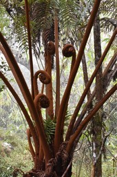Alsophylla glauca - Fanjan femelle - CYATHEACEAE - Endémique Réunion