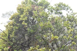 Embellia angustifolia - Liane savon - MYRSINACEAE - Endémique Réunion, Maurice