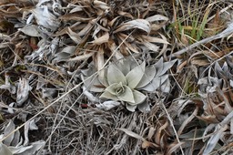Helichrysum arnicoides - Petit Velours blanc - ASTERACEAE - Endémique Réunion