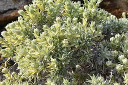 Helichrysum heliotropifolium - Velours blanc - ASTERACEAE - Endémique Réunion