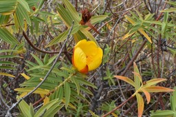 Hypericum lanceolatum subsp angustifolium - Fleur jaune des Hauts - HYPERICACEAE - Endémique Réunion