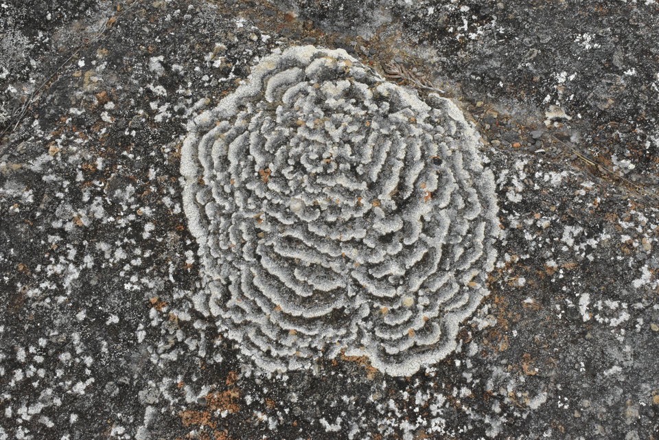 Lichens artistiques