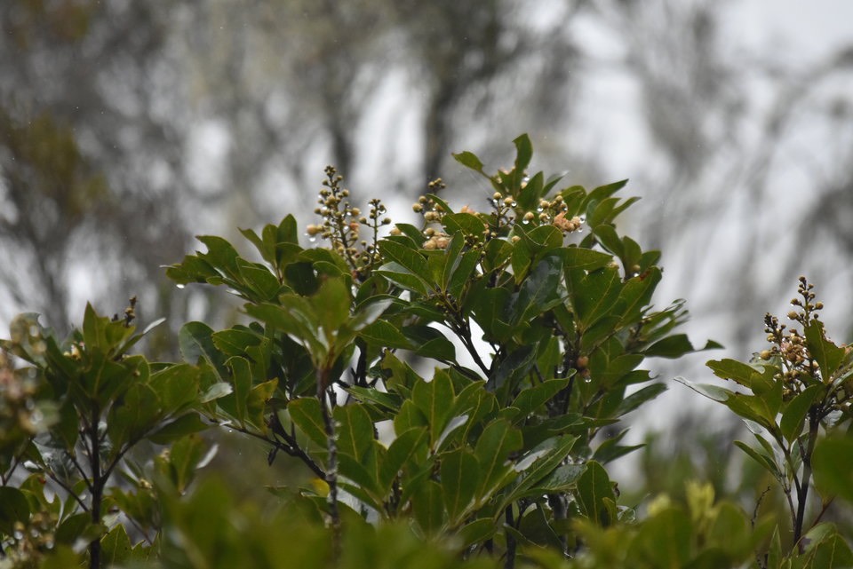 Molinea alternifolia - Tan Georges - SAPINDACEAE - Endémique Réunion, Maurice