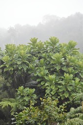 Psiadia boivinii - Tabac marron - ASTERACEAE - Endémique Réunion