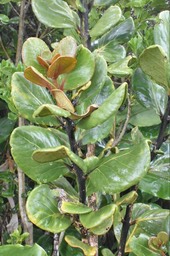 Tambourissa crassa (à feuille révolutée) - Bois de tambour - MONIMIACEAE -  Endémique Réunion